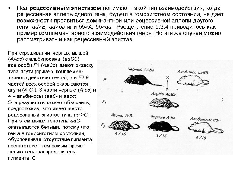 Под рецессивным эпистазом понимают такой тип взаимодействия, когда рецессивная аллель одного гена, будучи в